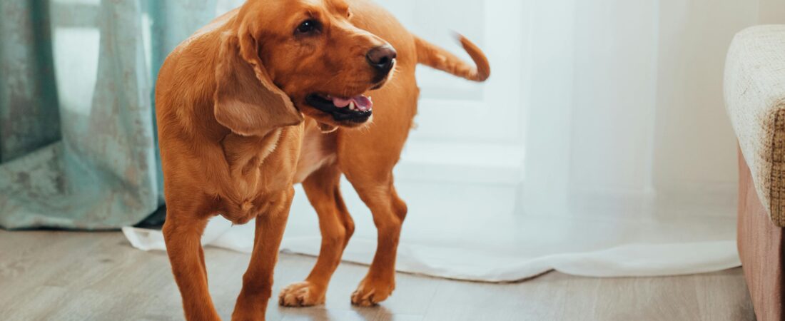 ¿Tu perro se resbala en casa? Soluciones de biohacking