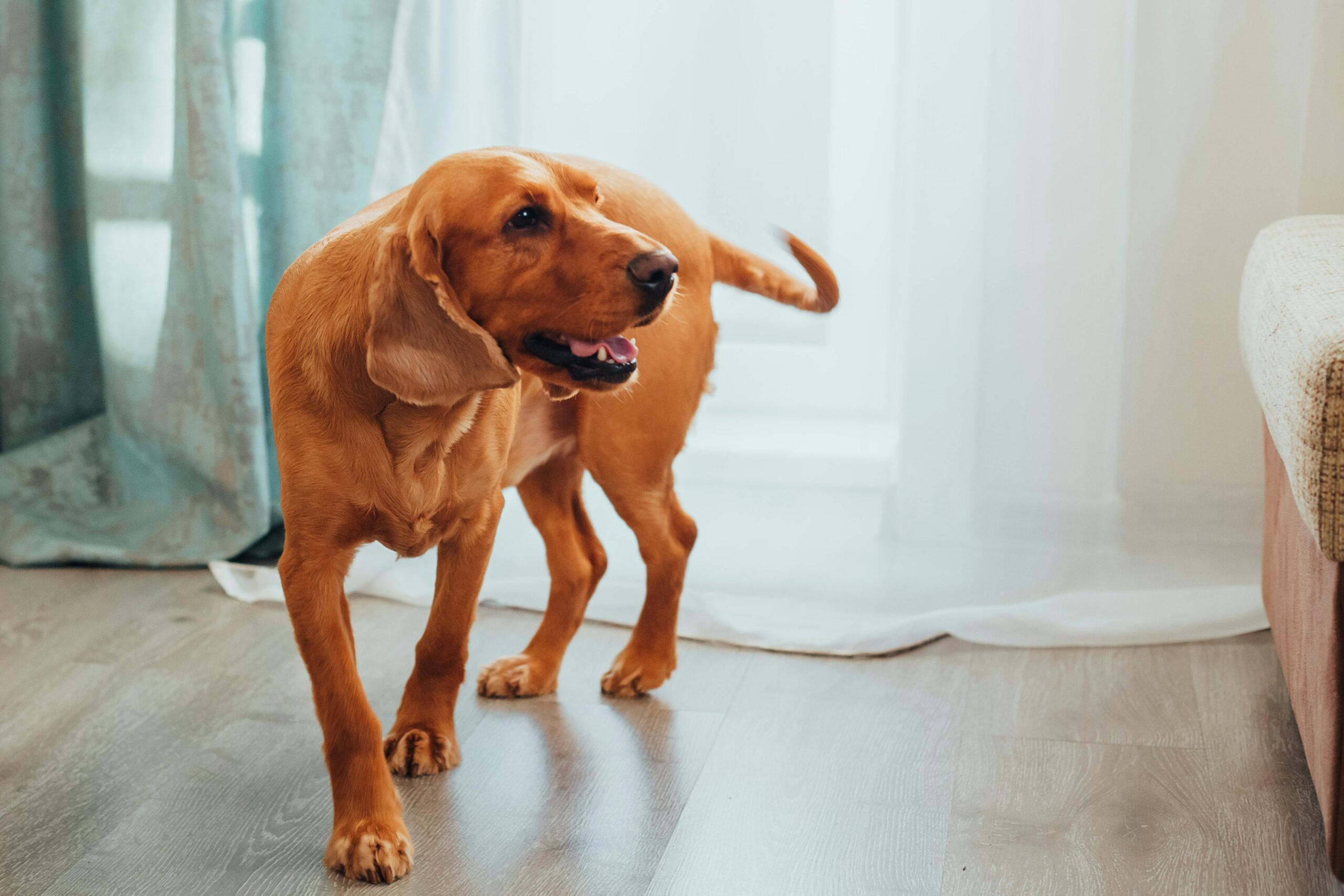 ¿Tu perro se resbala en casa? Soluciones de biohacking