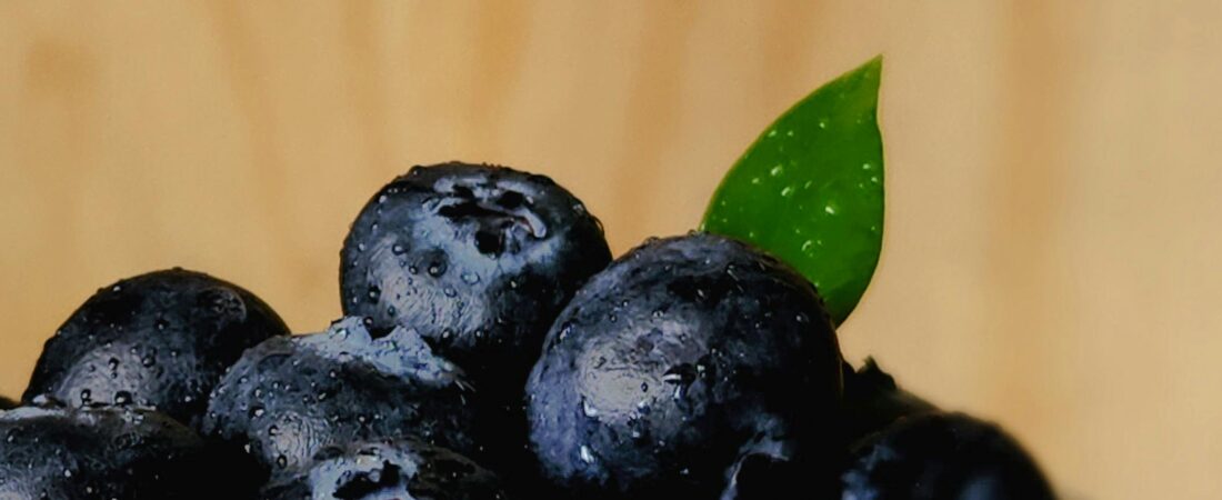 Arándanos para perros: El escudo antioxidante para su cerebro.