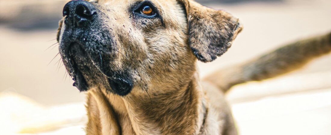 Salud avanzada para perros: Guía de longevidad senior
