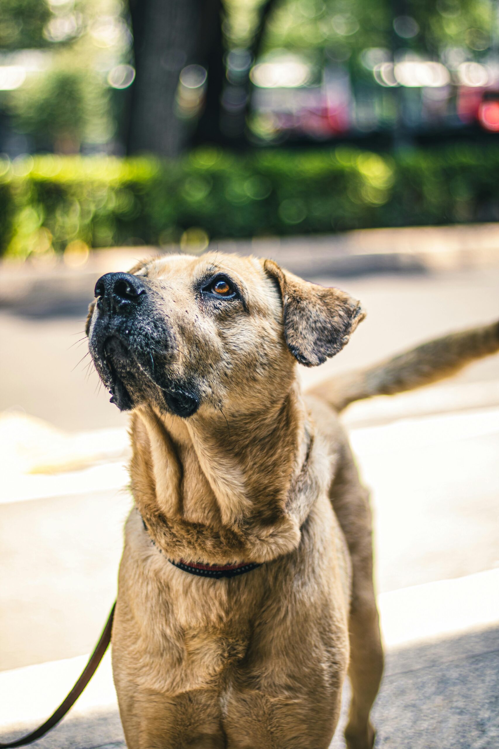 Mejorando la Longevidad Canina: Suplementación y Atención Avanzada
