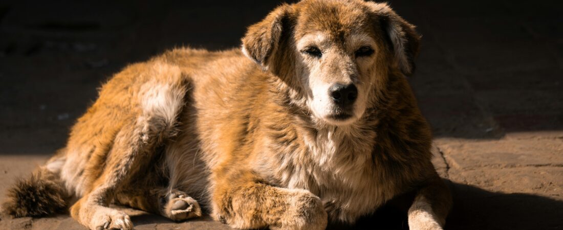 Biohacking para Perros: 5 Estrategias Científicas para Alargar su Vida