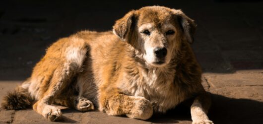Biohacking para Perros: 5 Estrategias Científicas para Alargar su Vida