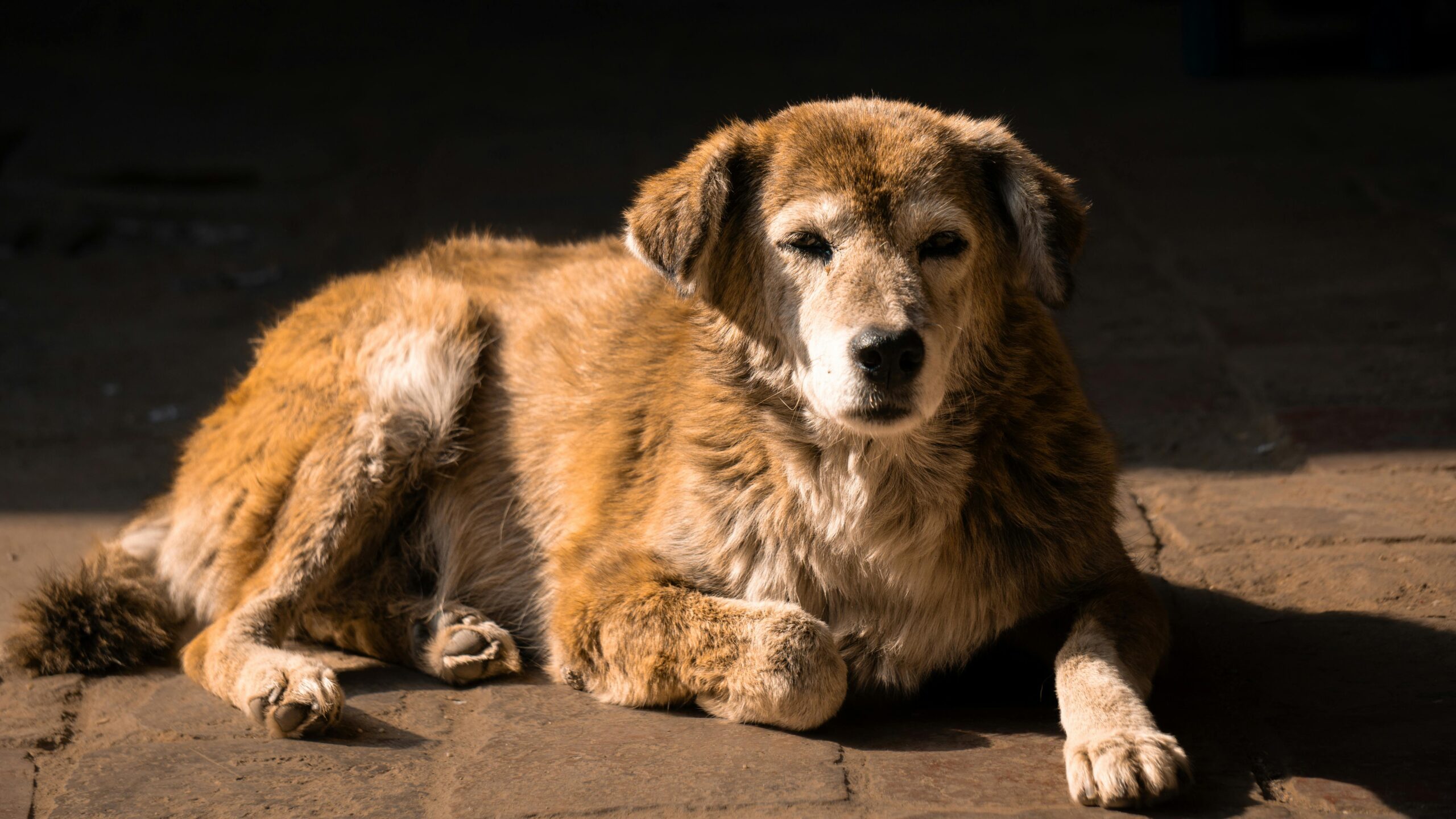 Biohacking para Perros: 5 Estrategias Científicas para Alargar su Vida