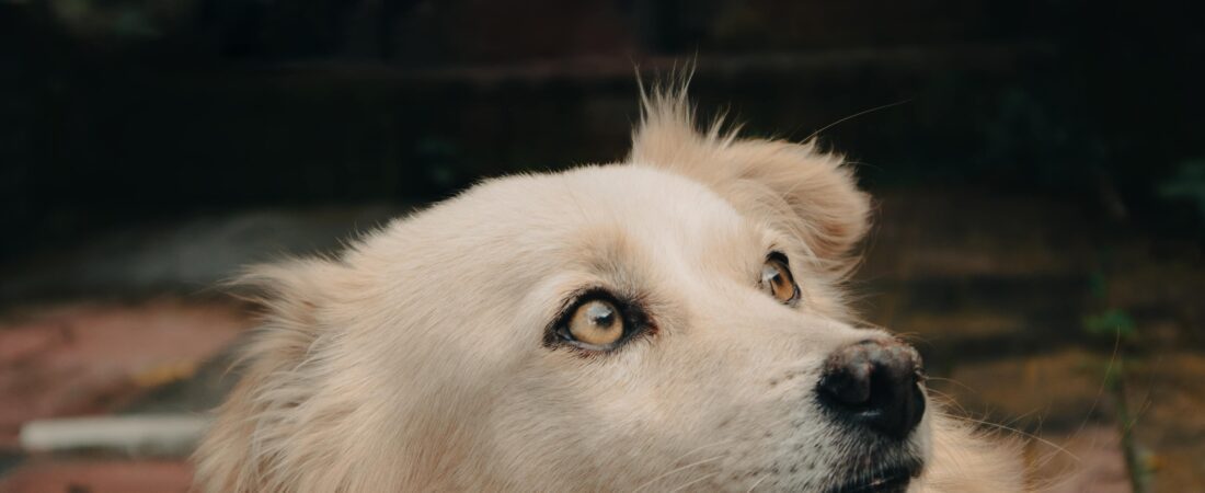 5 Secretos para alargar la vida de tu perro (y que viva más sano)