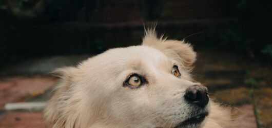 5 Secretos para alargar la vida de tu perro (y que viva más sano)