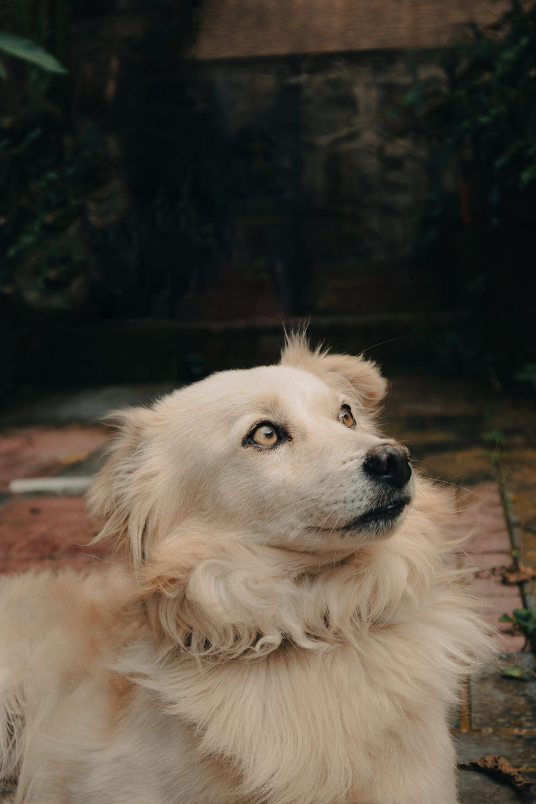 5 Secretos para alargar la vida de tu perro (y que viva más sano)